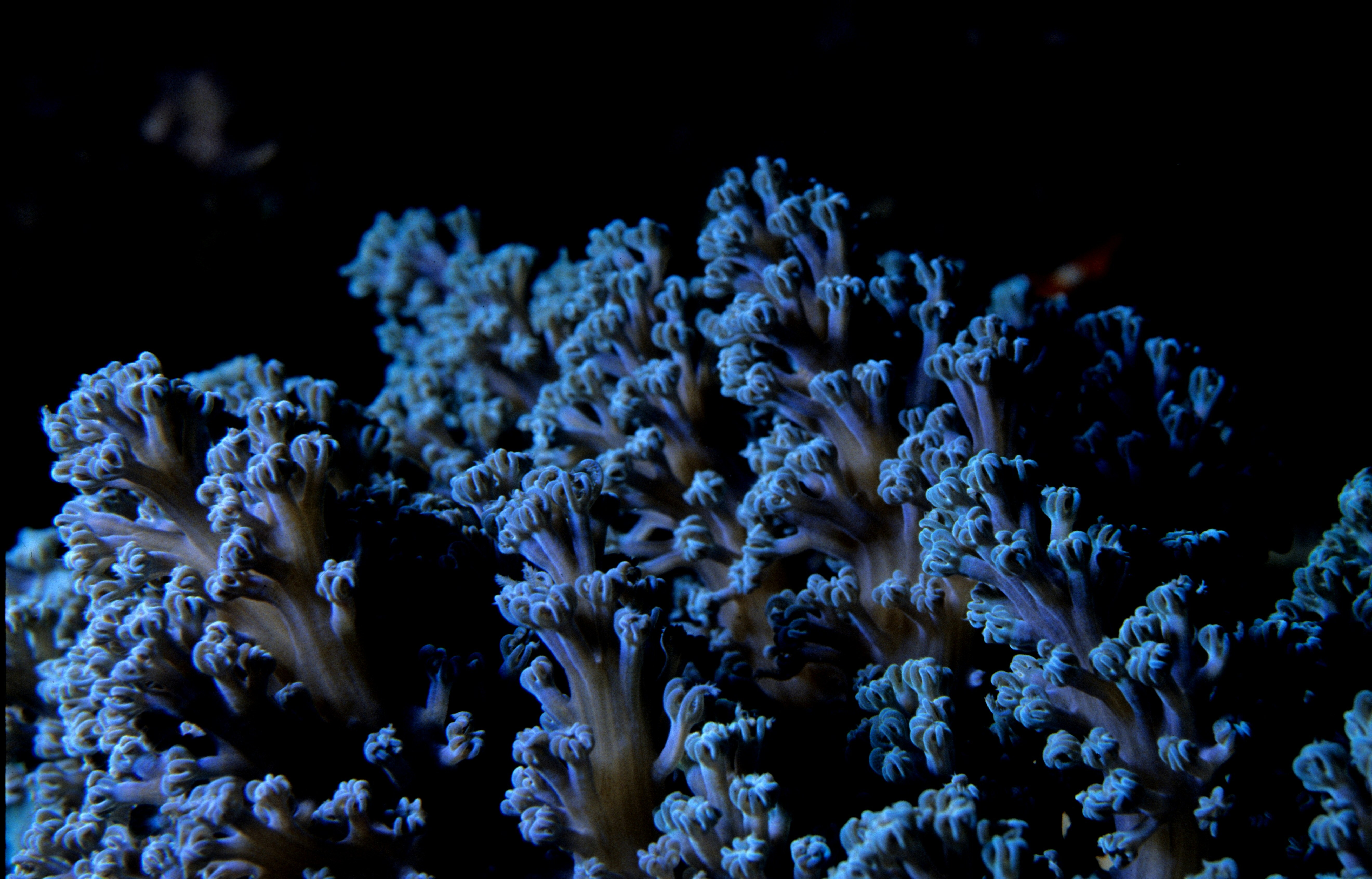 Coral colony