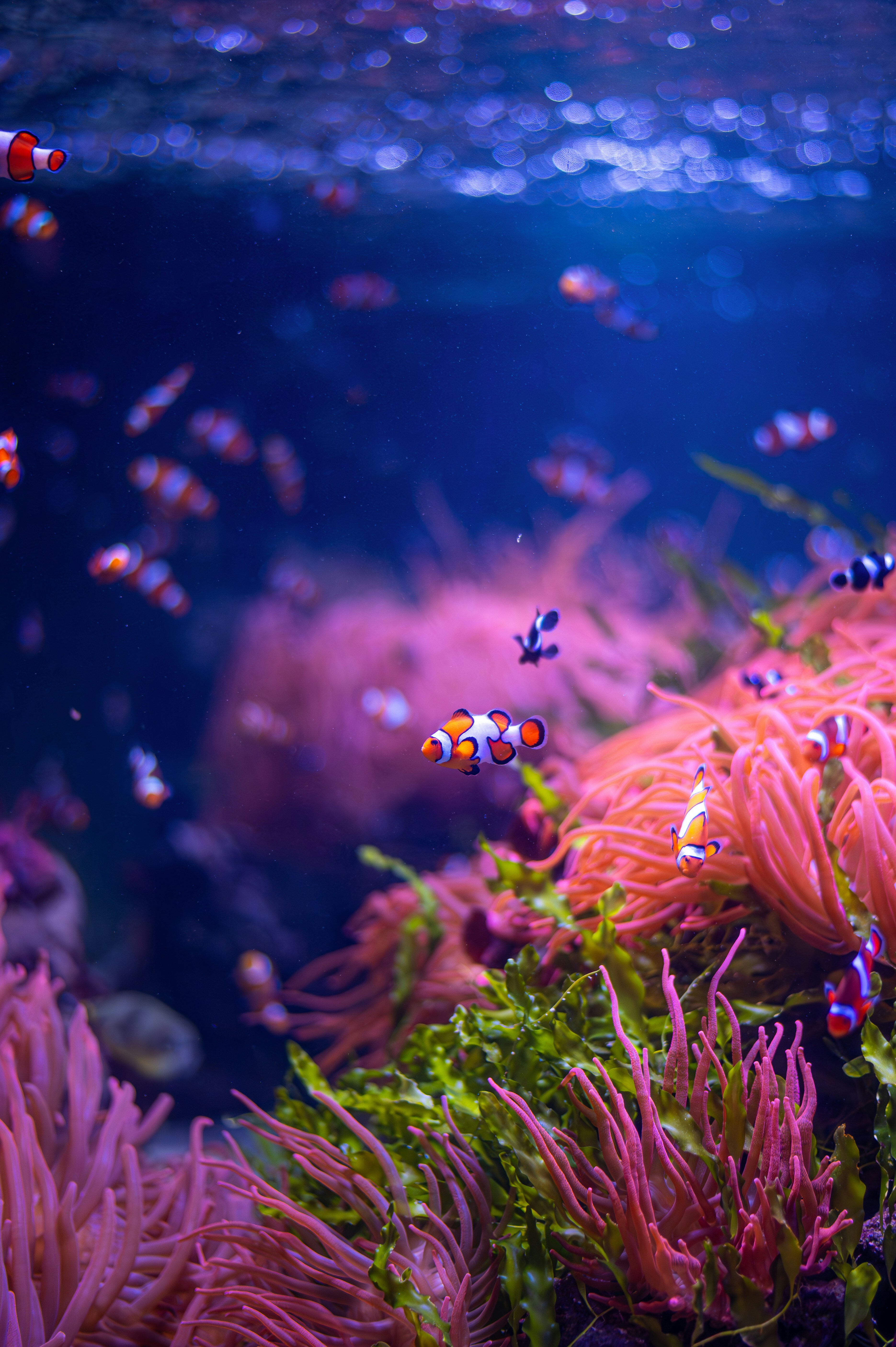 Marine aquarium